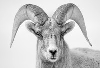 Wildlife