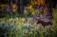 Charlie the Moose