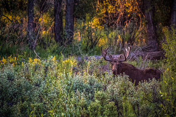 Charlie the Moose