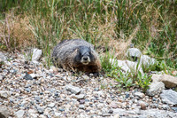 Yellow-Bellied Marmot
