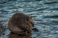 Beaver Scratch