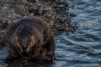 Mr. Beaver Makes a Visit