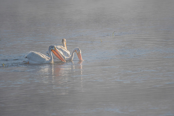 Pelicans in the Fog