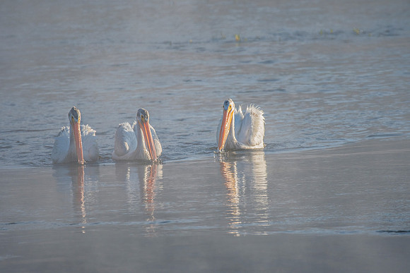 Pelican's Brief