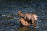 Momma and her baby Elk