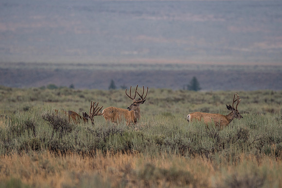 Three Grazers