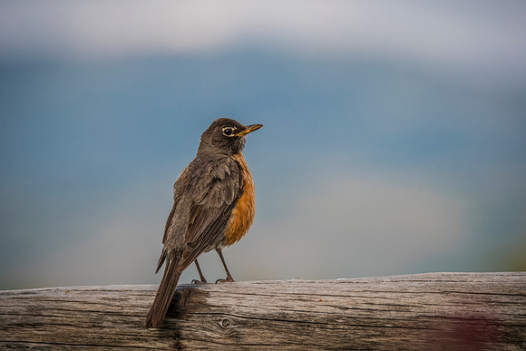 At the Lookout