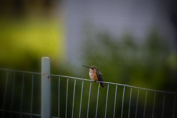 Fence Rider