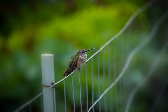 Watchful Hummer