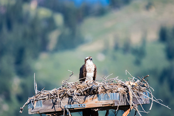 Osprey in Nest