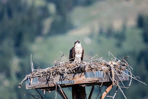 On the Lookout