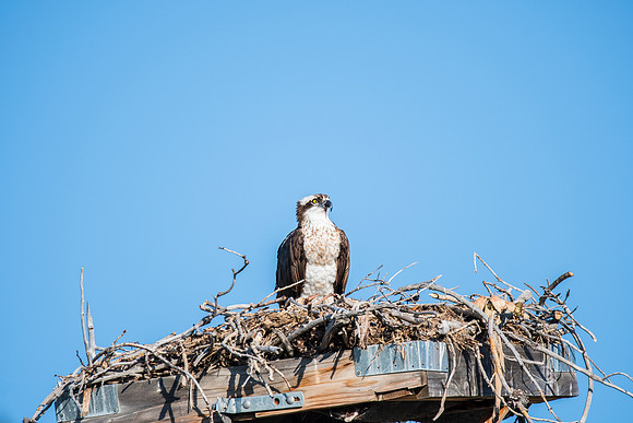 Momma in the Nest
