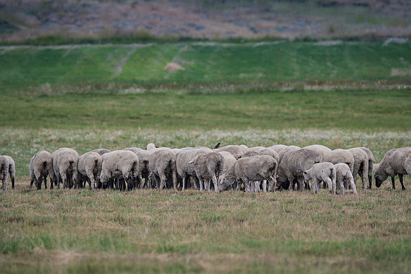 Sheep Herd