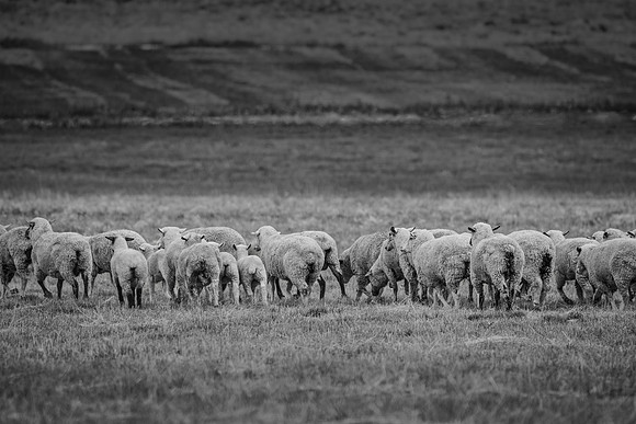 The Exodus