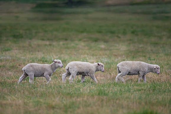 Single File
