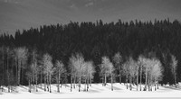 Landscapes